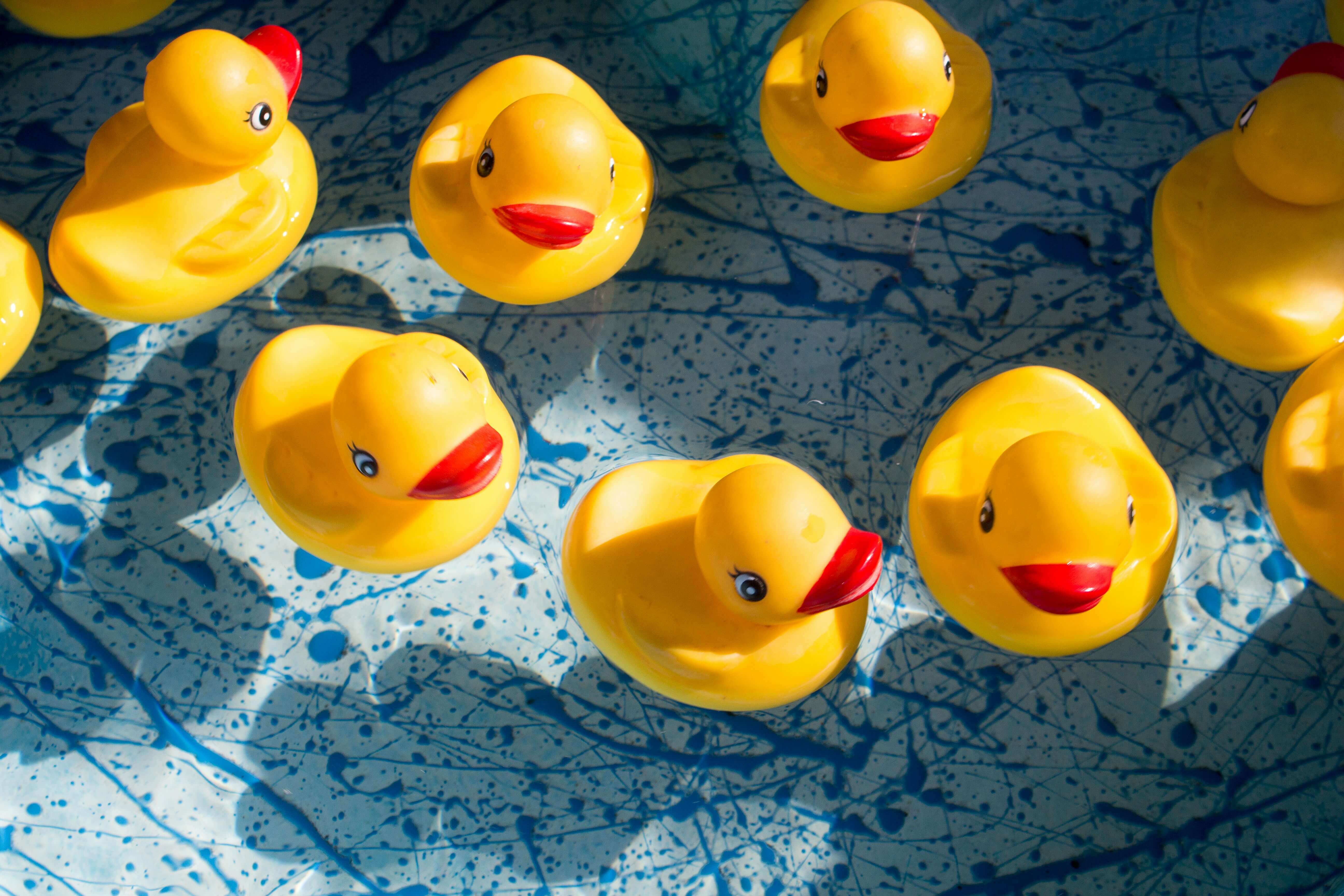 rubber ducks in water